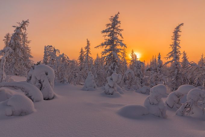 Sunset in the forest by Kuzhilev - The Sun Behind Photo Contest