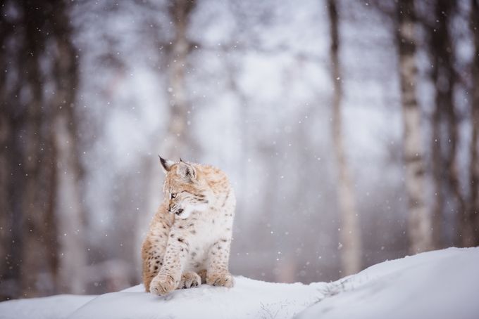 Iben by MariLaegreid - Animals In The Winter Photo Contest