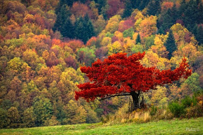 Warm autumn colors by GiovanniModesti - The Beauty Of Fall Photo Contest 2018