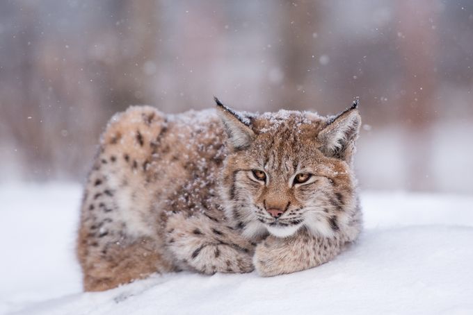 Irja by MariLaegreid - Wildlife In The Snow Photo Contest