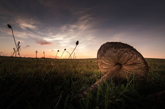 A fallen mushroom by mbernholdt - Subjects On The Ground Photo Contest