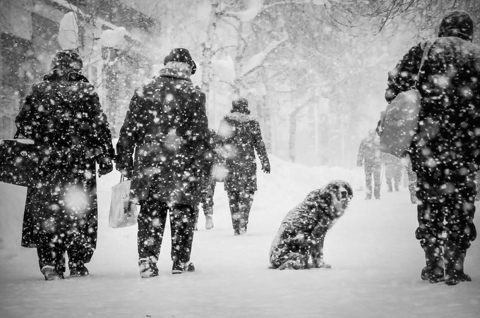 In the cold  by stephoko - Winter In The City Photo Contest