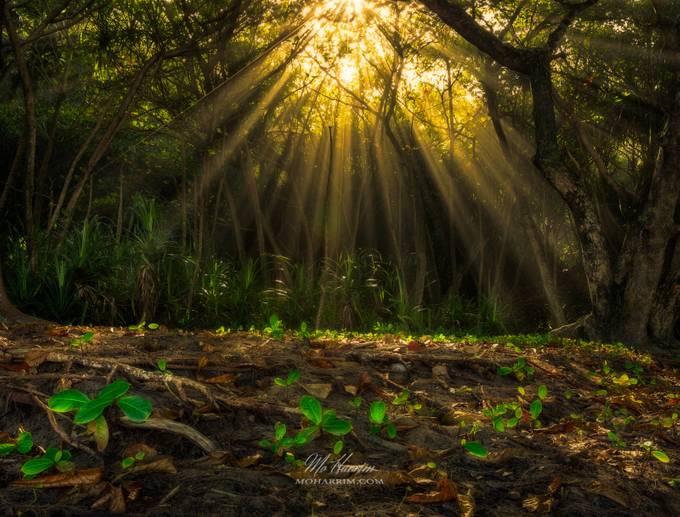 Rays of Growth by moharrim - Light Streaks Photo Contest