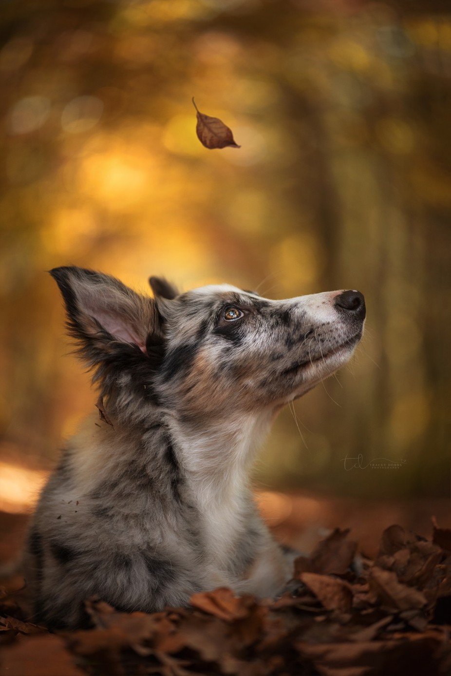 Autumn&#039;s calling  by traceydobbs - Shallow Depth Of Field Photo Contest