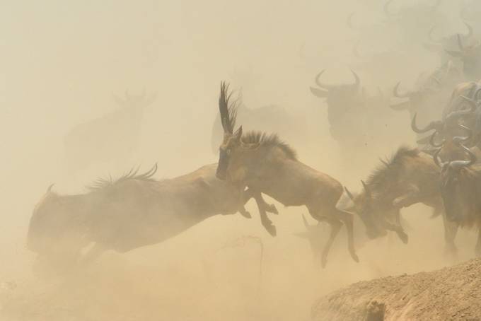 Shadows in the dust....Masai Mara 20130001-101410 by Brenda13 - Dusty Photo Contest