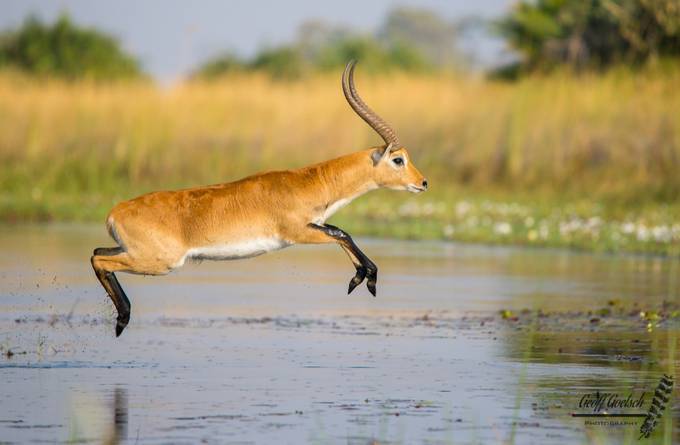 Red Lechwe by GeoffG46 - Depth In Nature Photo Contest