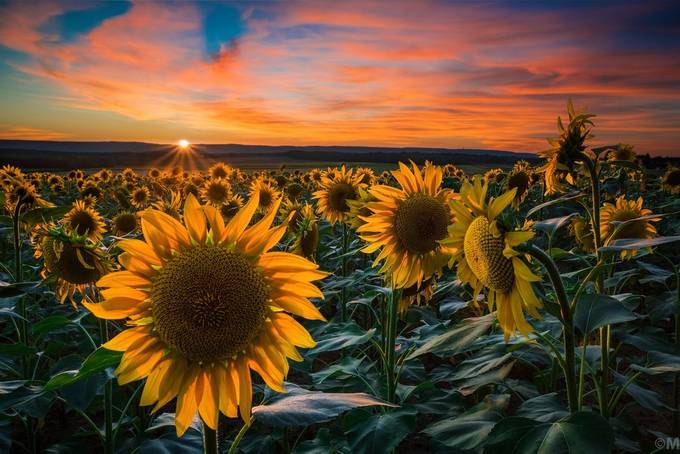 Sunflowers by pelopidas371 - Flowers And More Flowers Photo Contest