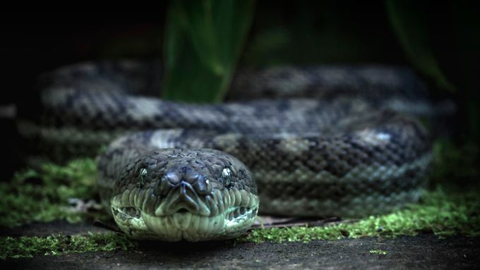 Last requests by Bullet_Photography - Snakes Photo Contest