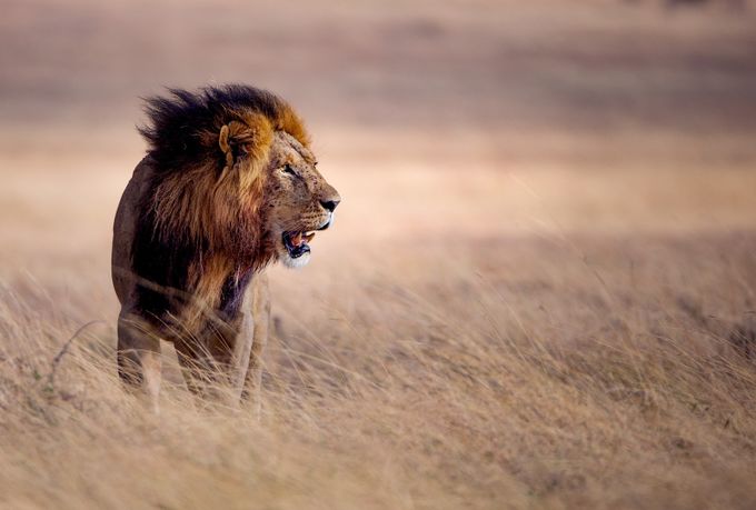 King by AndyHowePhotography - Celebrating Nature Photo Contest Vol 2
