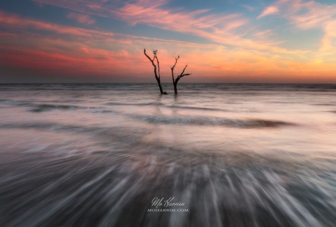 The Ocean Tree by moharrim - Tree Silhouettes Photo Contest