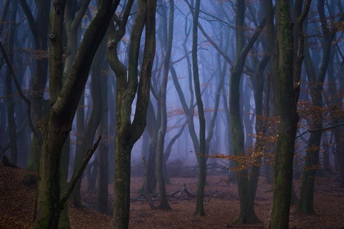 Stranger Things by vincentfennis - Dark Forests Photo Contest