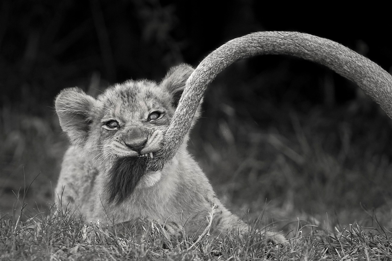 Animals In Black And White Photo Contest Winners