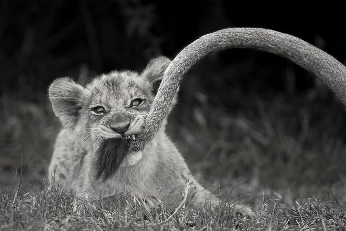 Killing Mommy&#039;s Tail by UfotoAfrica - Animals In Black And White Photo Contest