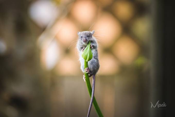 Monty&#039;s new Mate by Mike_MacKinven - Miniature Worlds Photo Contest