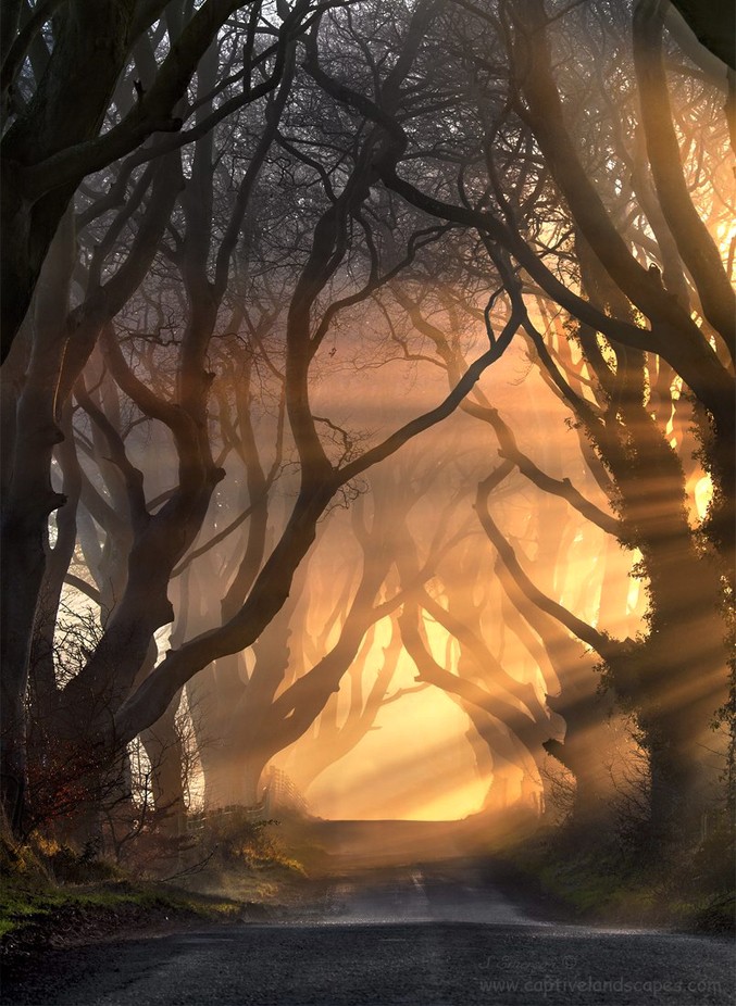 Hedges of Light by stephenemerson - Mist And Drizzle Photo Contest