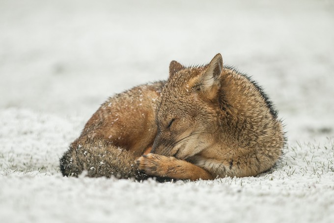 Snowy nap by gmunozs - Covers Photo Contest Vol 37