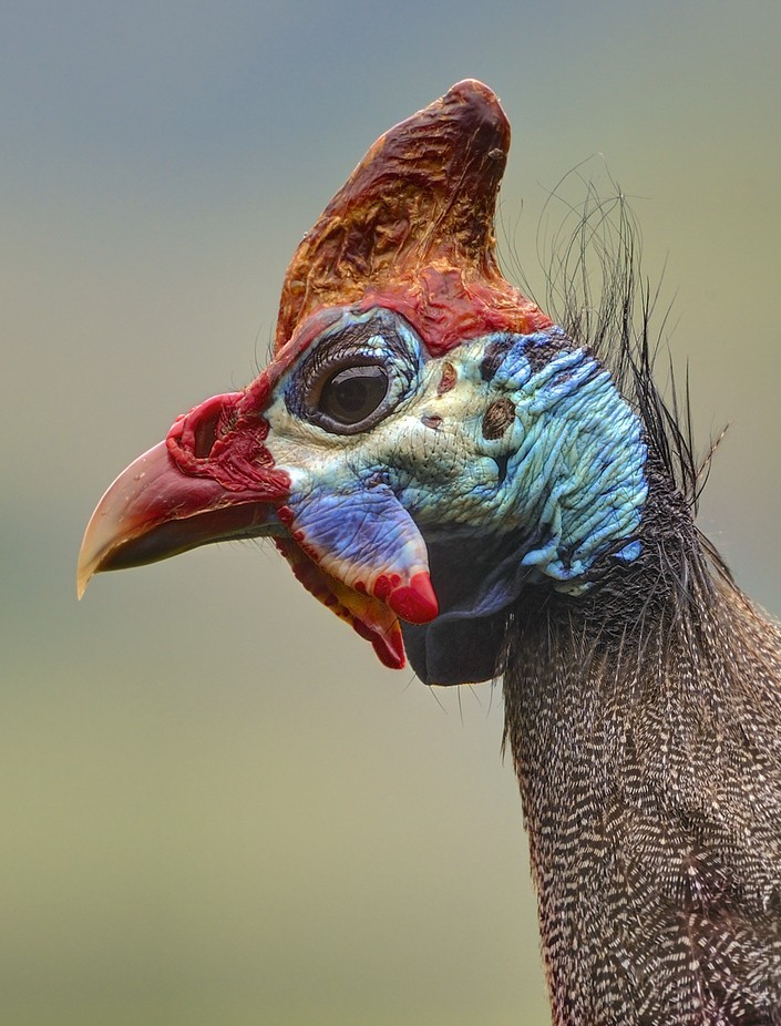 HELMETED GUINEAFOWL by WolfAvni - Colorful And Bright Photo Contest