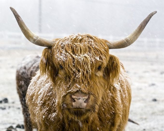 Scottish Highlander by DavidZulch - Farms And Barns Animals Photo Contest