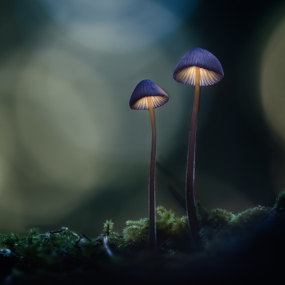 Sisters in the Forest by ianchen0 - Macro Masterpieces Photo Contest