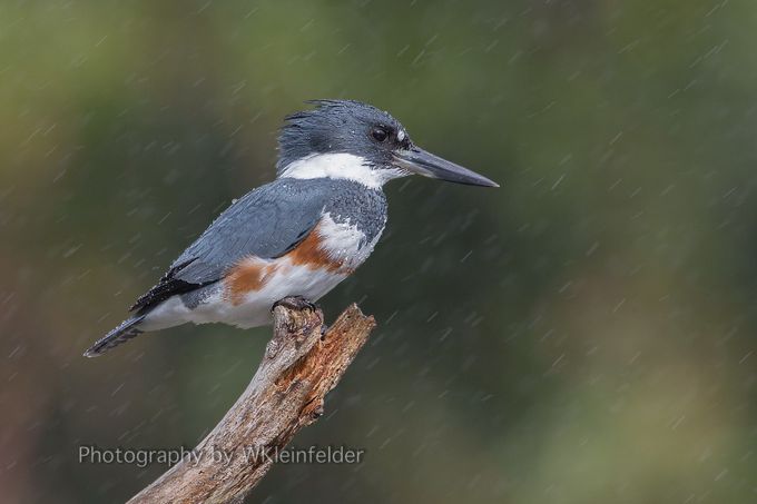 A rainy day by wklein - Birds On Branches Photo Contest