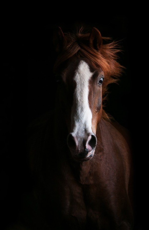 Fear of the dark by Vadim_Boytsov - 800 Horses Photo Contest