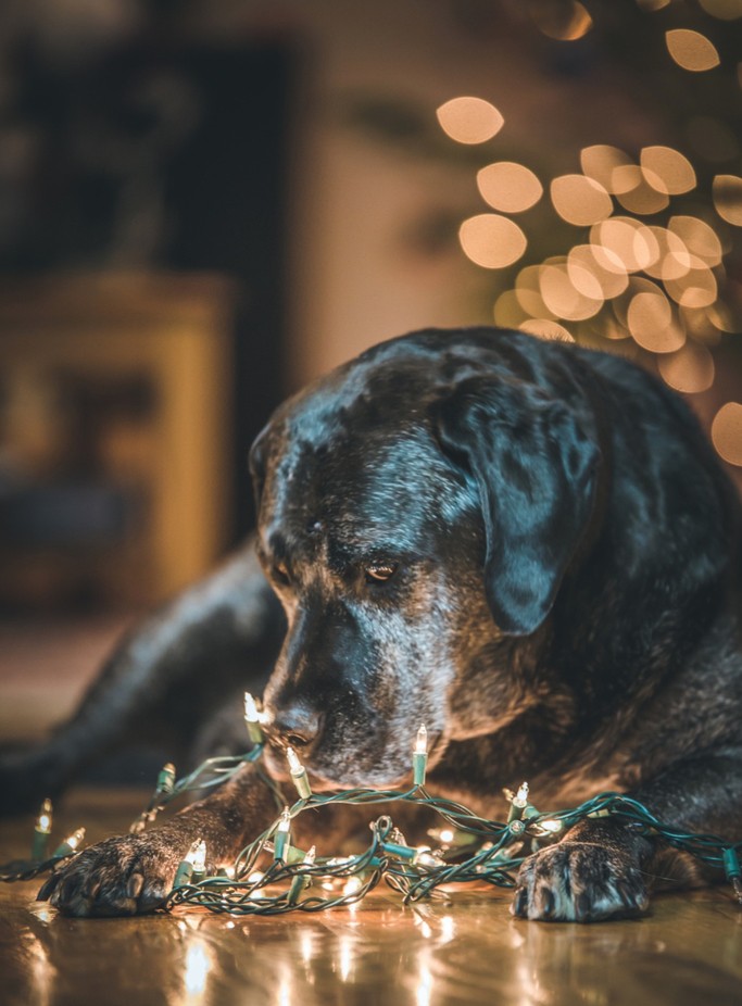 Wonder by rowanke - Holiday Lights Photo Contest 2019