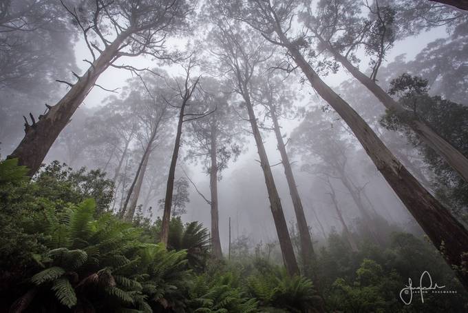 Foggy Forest by JRosewarne - Tall Trees Photo Contest