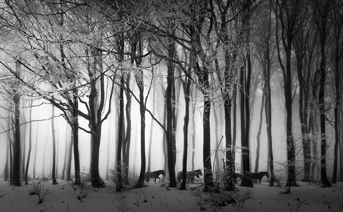 Winter forest by swqaz - Winter In Black And White Photo Contest