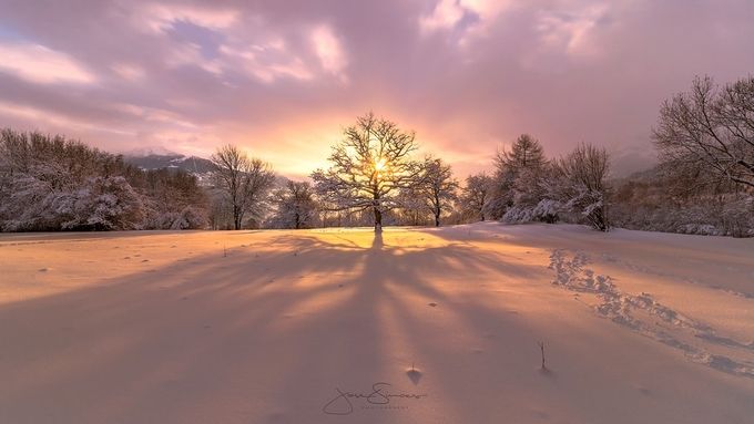 Winter tree by JCSimoes - Capturing The First Light Photo Contest