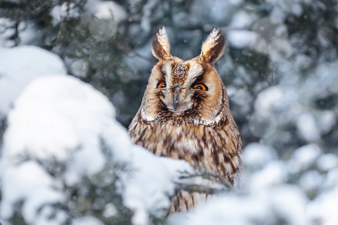 LOOK ! by Dragos_Pop - Beautiful Owls Photo Contest