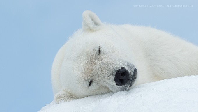 Sleeping Beauty by marselvanoosten - Wildlife In The Snow Photo Contest