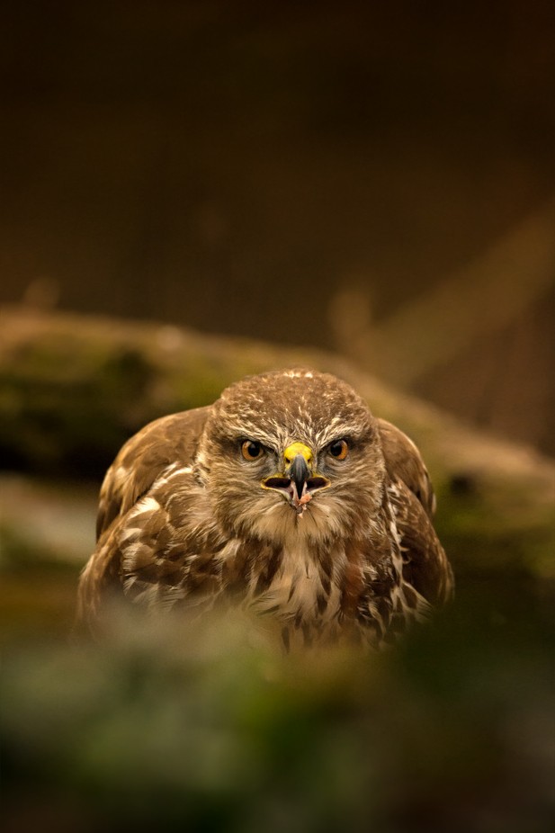 On the prey by fabrizioferraris - Capture The Wildlife Photo Contest