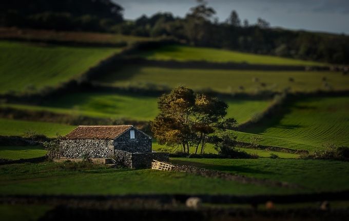 House and Tree by Linhares - TiltShift Effect Photo Contest