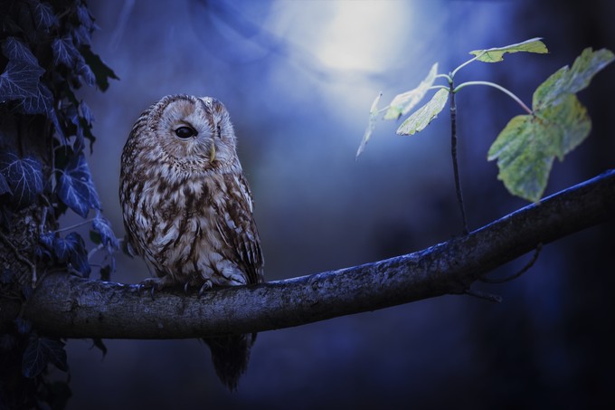 9N4A0870 by Heidi-Spiegler-Fotografie - Only Owls Photo Contest