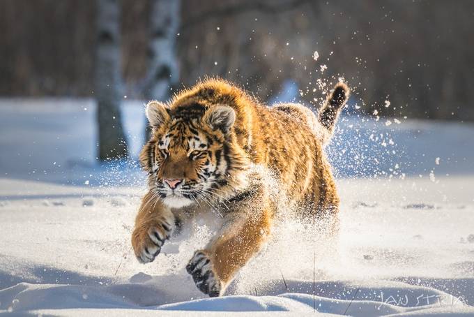 Kitty &amp; Snow by janstria - Fast Photo Contest