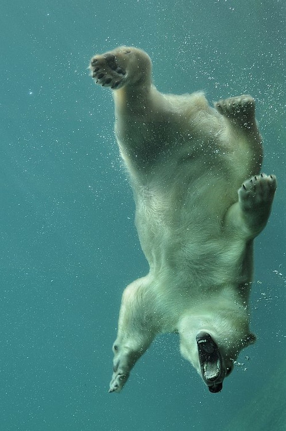 Polar bear by TillyMeijer - Picturing Aquatic Animals Photo Contest