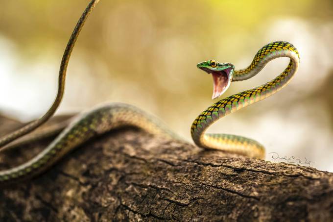Animated Parrot Snake by wild-west - Snakes Photo Contest
