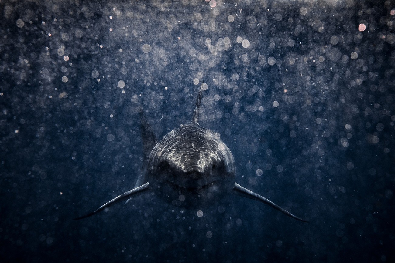 10+ Incredible Photos Of Animals And Water You Gotta See