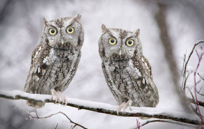 Two Owls by richardmangan - Only Owls Photo Contest