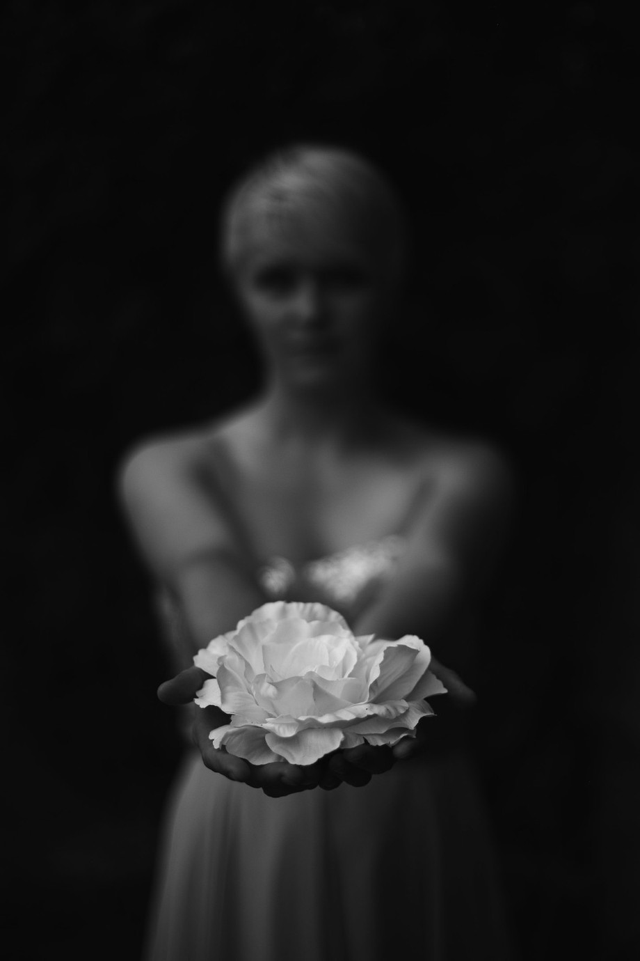 white rose of peace by darcithompson - Blurry Captures Photo Contest