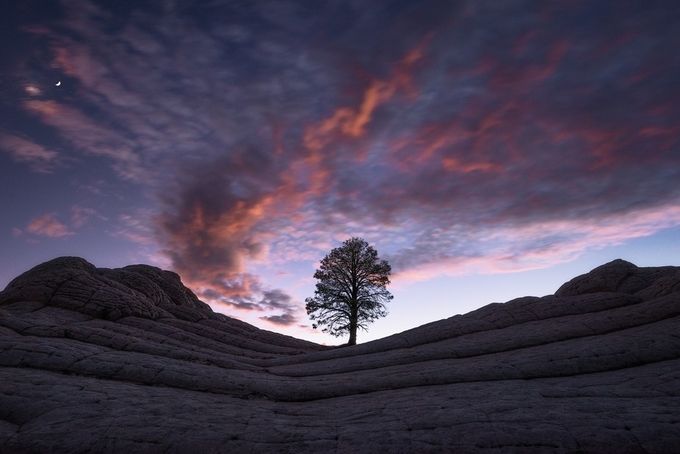 Sentinel  by Davemce - A Lonely Tree Photo Contest