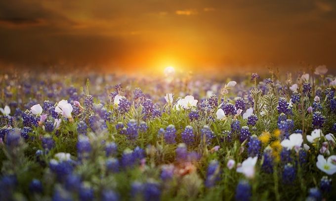 Evening Primrose and Bluebonnets by DeonG - Sunrise Or Sunset Photo Contest