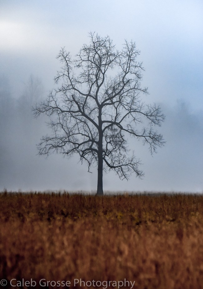 A Quiet Misty Morning by calebgrosse - Tree Silhouettes Photo Contest