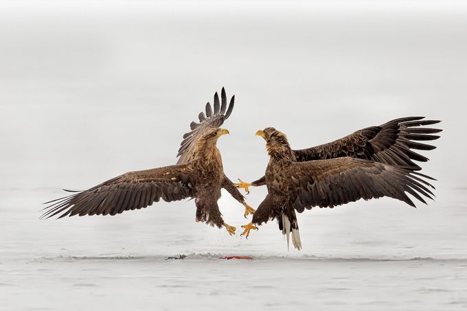 fighting by giovannifrescura - Just Eagles Photo Contest