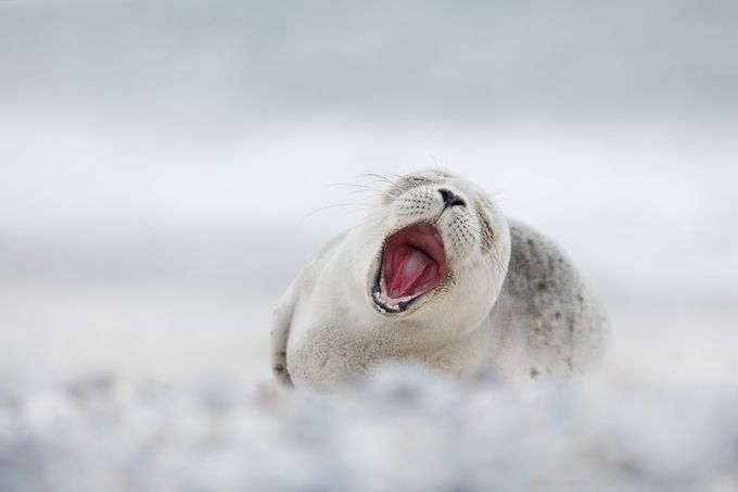 Seal Pup by EpicByErika - Wildlife Portraits Photo Contest