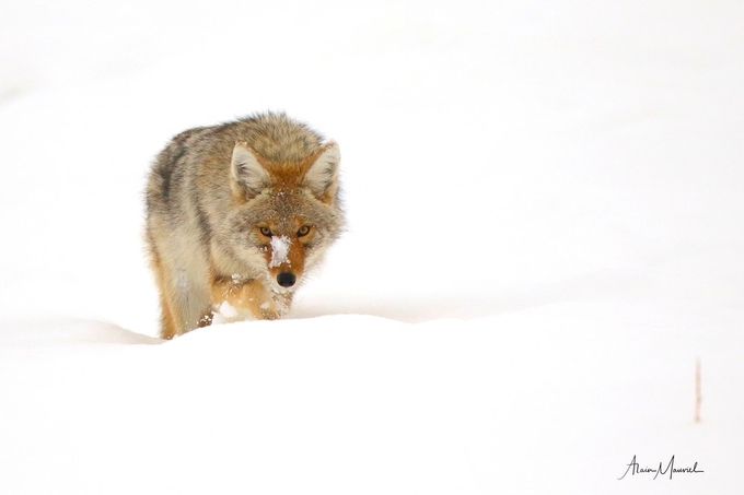 COYOTE ROAMING IN THE SNOW by alainmauviel - Empty Backgrounds  Photo Contest Speed Series