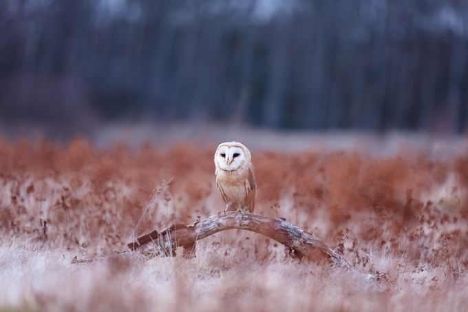 Barn Owl by EpicByErika - Only Owls Photo Contest