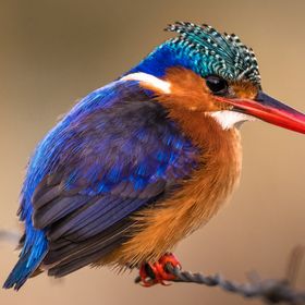 lawrencehenrybird avatar