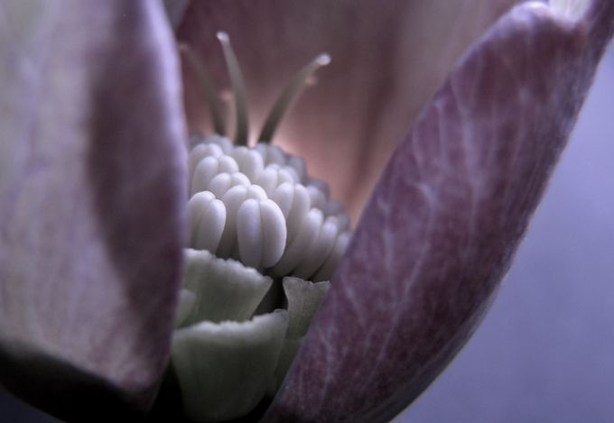 On The Inside by Effess - Macro Plants Photo Contest