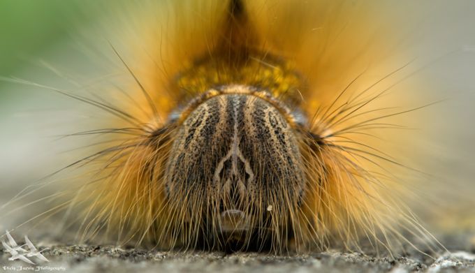 Drinker Moth by chrisjarvis - Macro Games Photo Contest